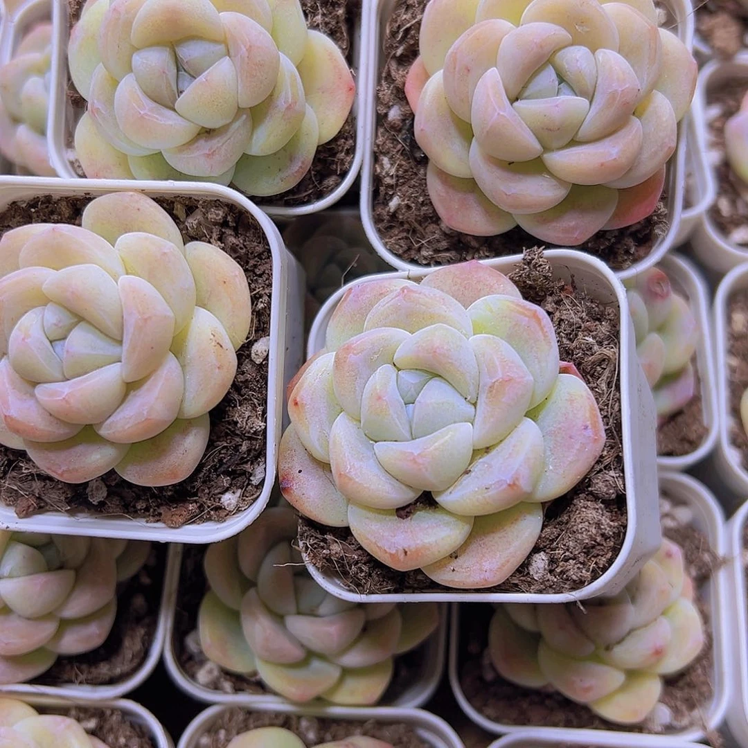 奶冰带盆带土19包邮