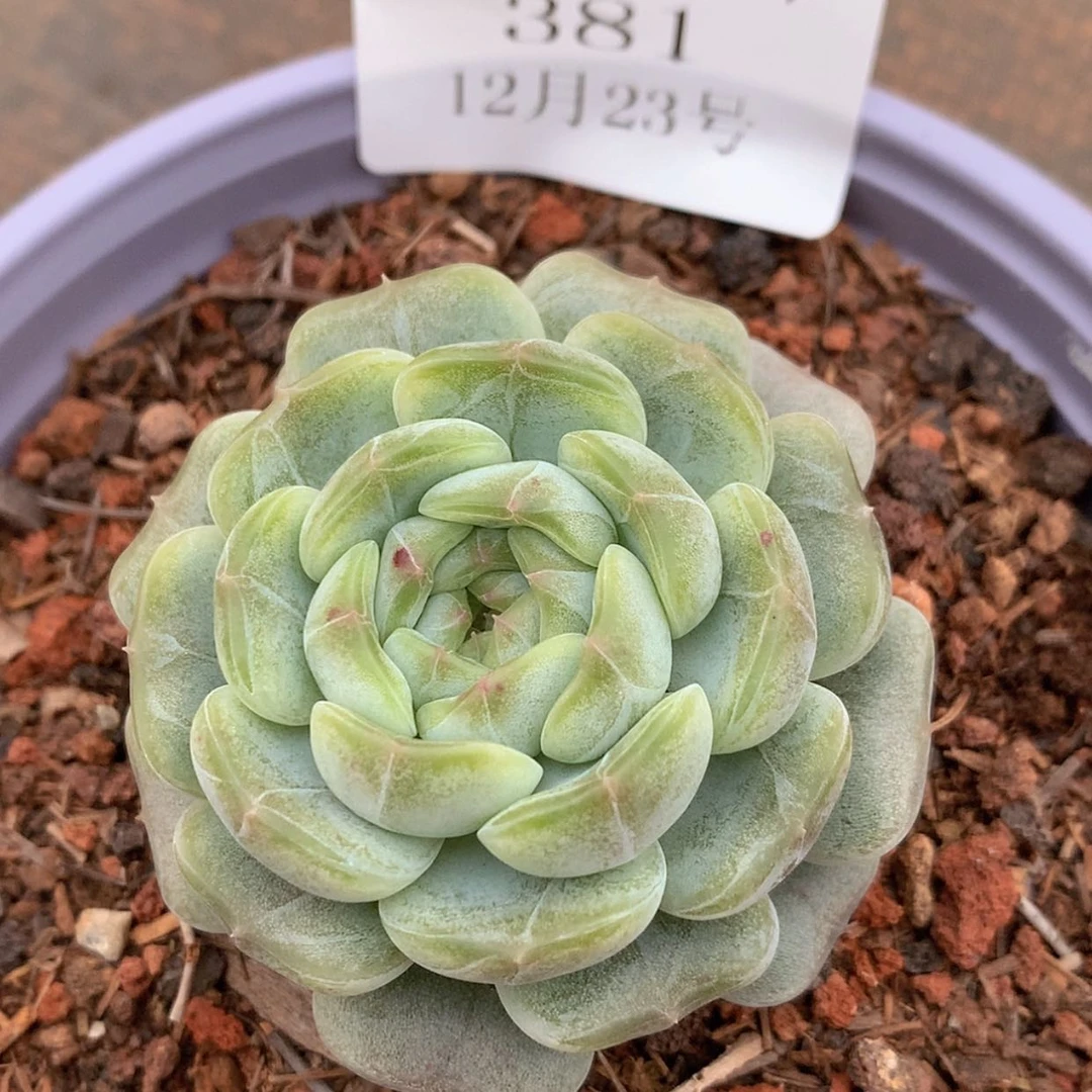 【闪购商品】云381号白色恋人