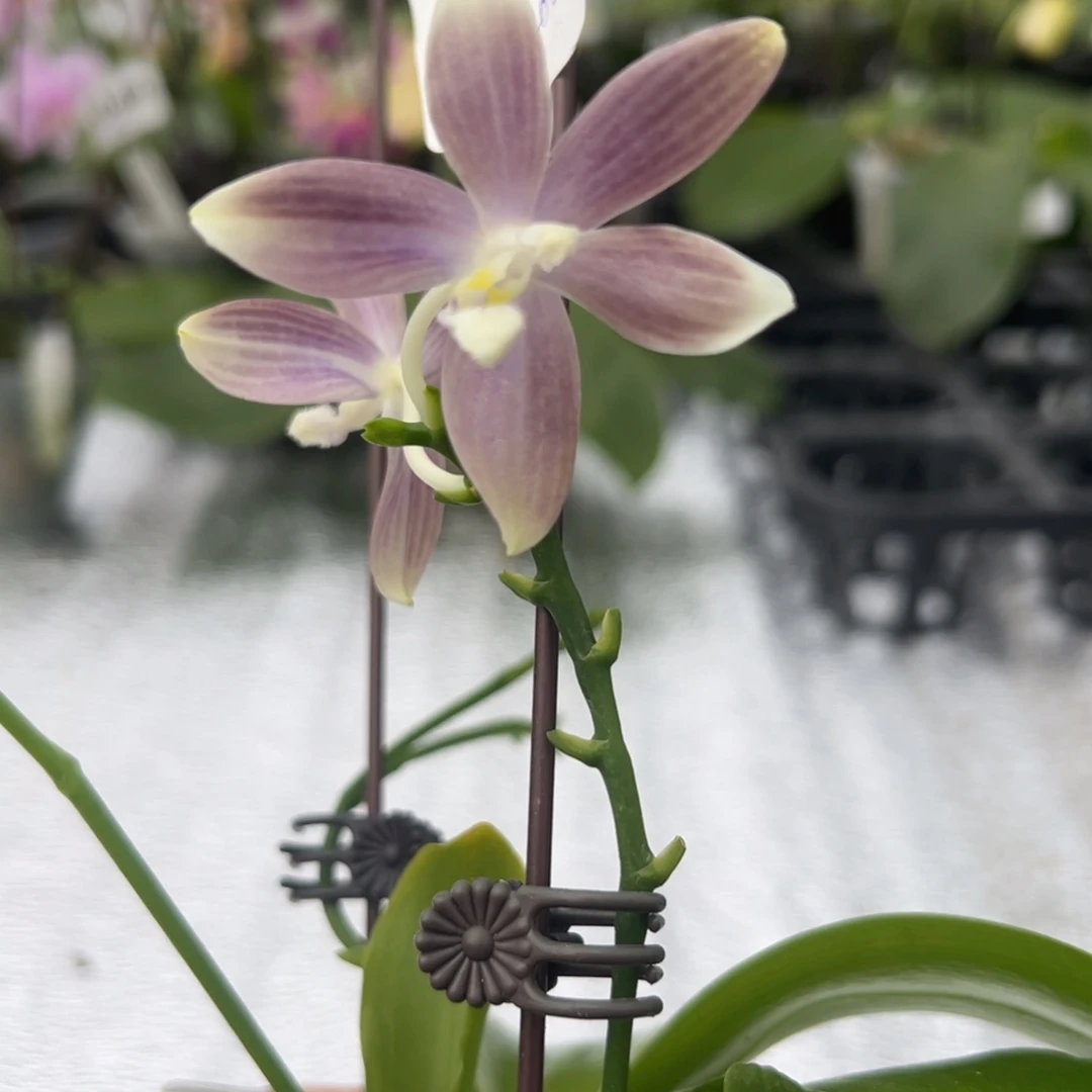 完全开放9111钢铁动力