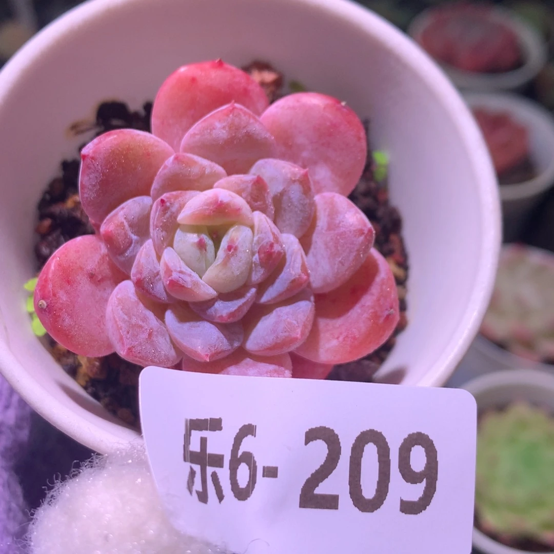 乐然 6-209 红胖子