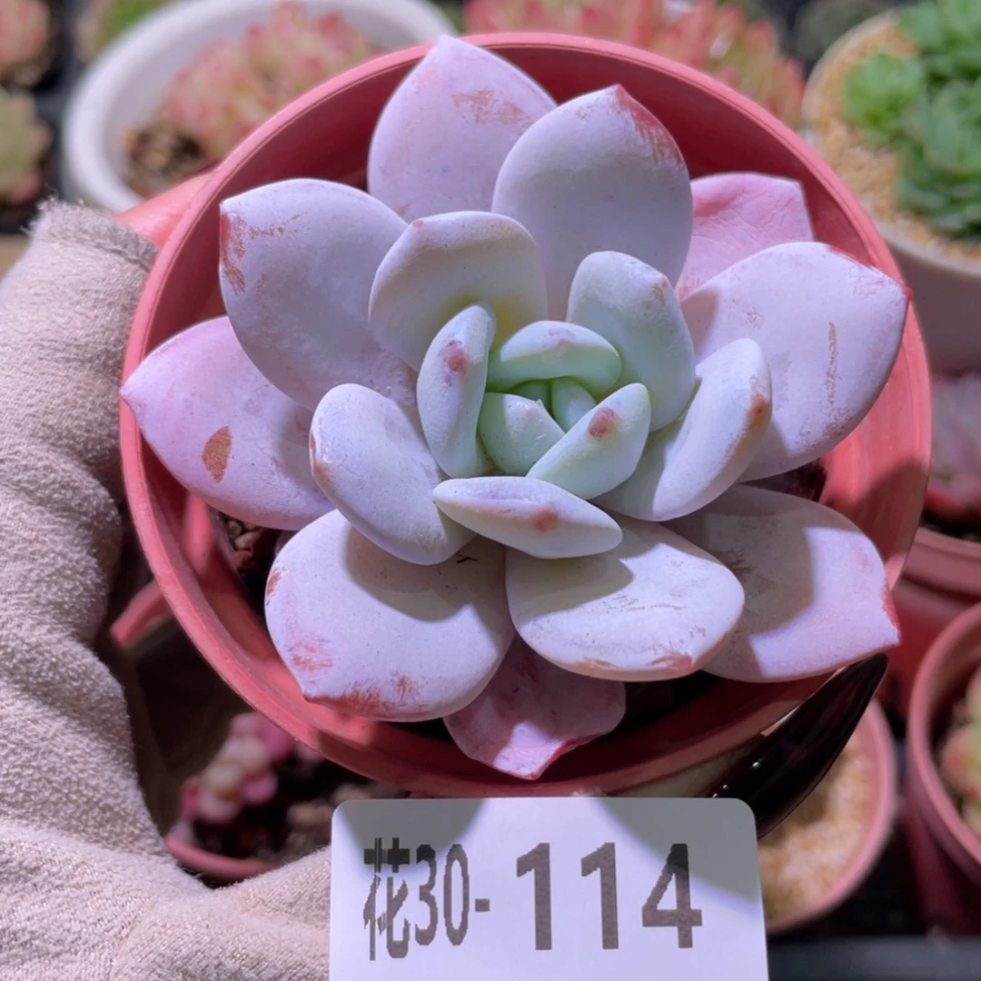 花利美30-114粉雪莲