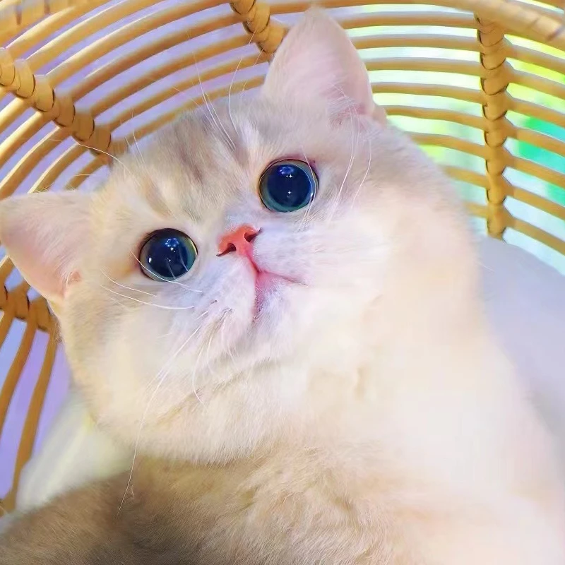 【丹丹淘猫】活体猫猫