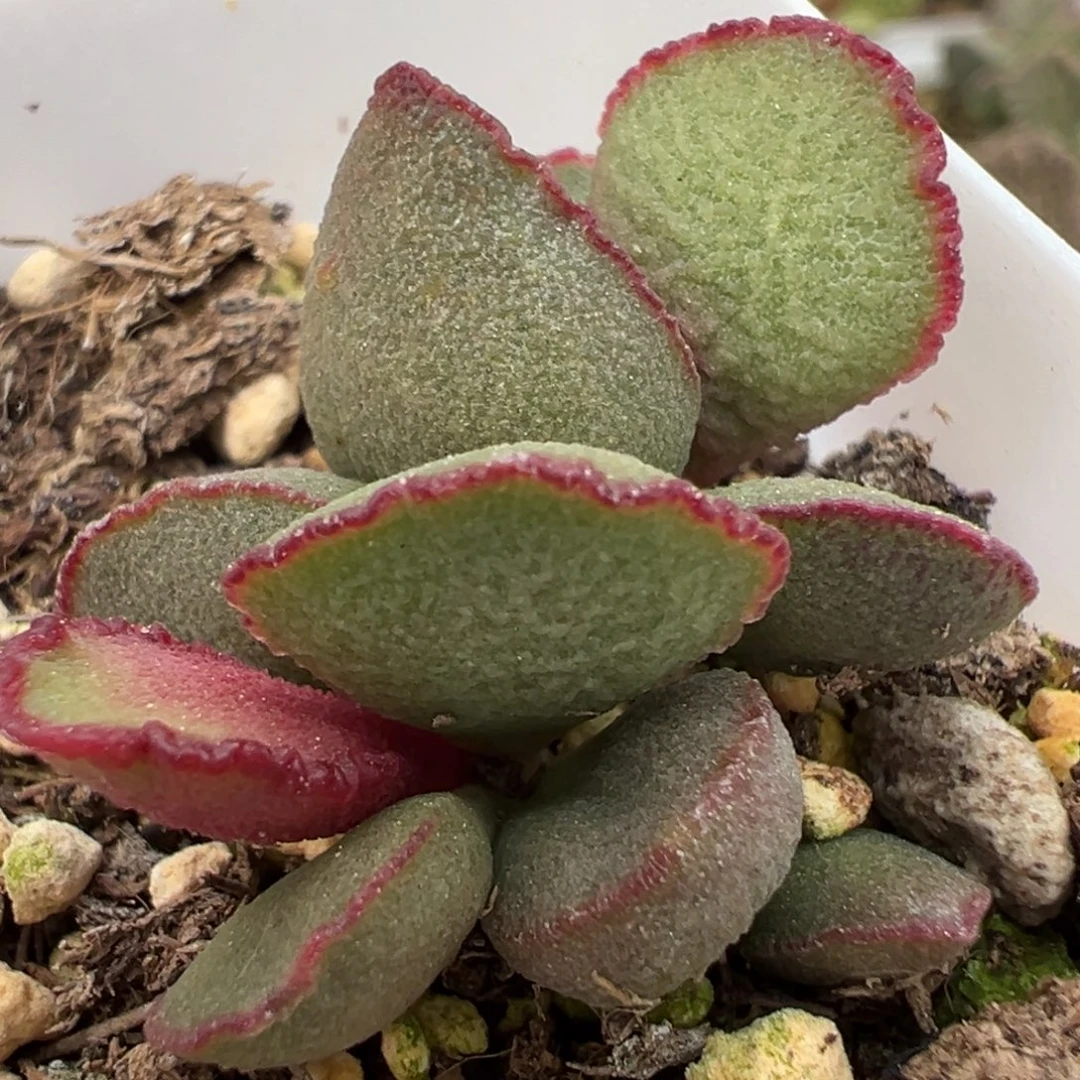 香奈儿多肉植物水泡多肉植物