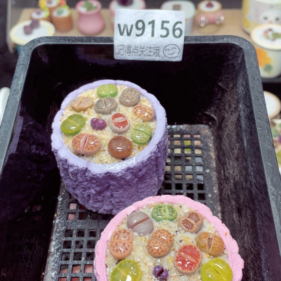 w9156速干树桩盆 一份两盆量拍