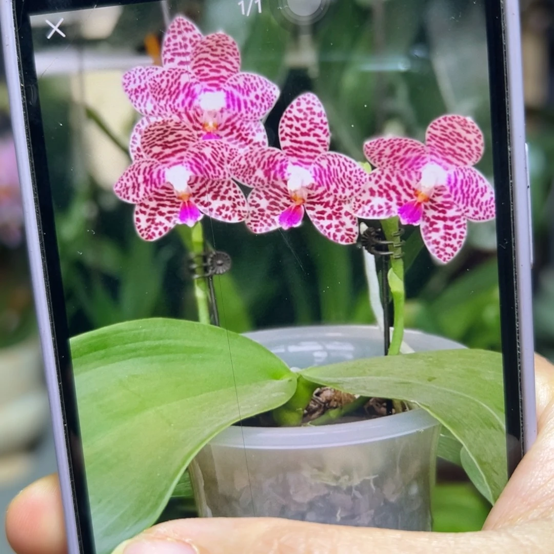 当前无花栽培后可以开花龙峰蝴蝶兰