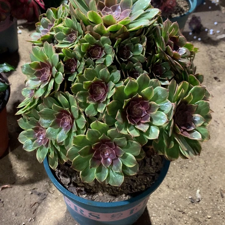 654半夏多肉植物特价