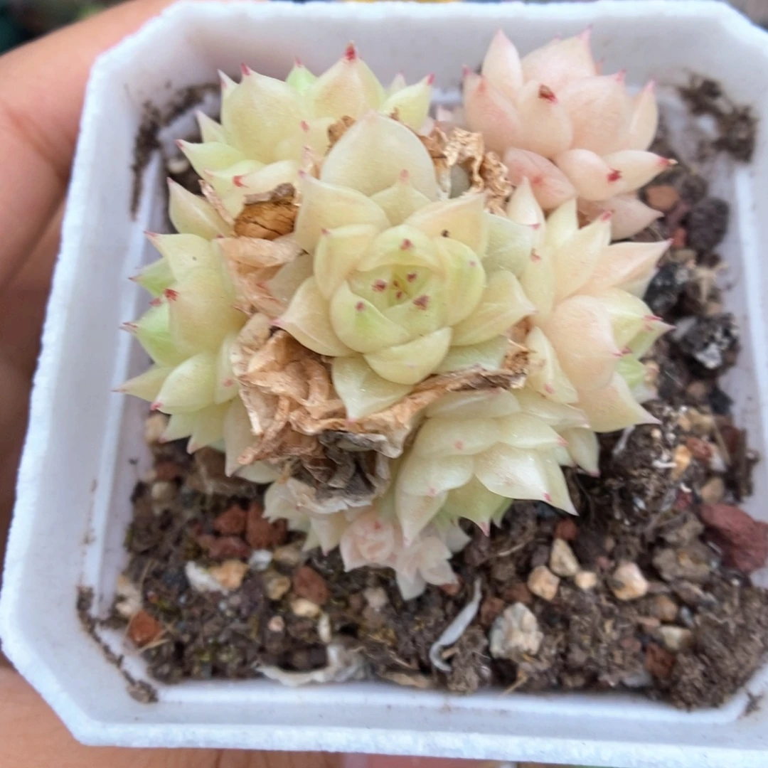 橘柚麦秆群生458号