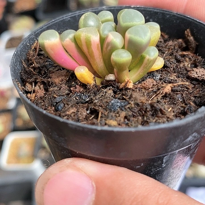 1154五十铃玉锦一颗