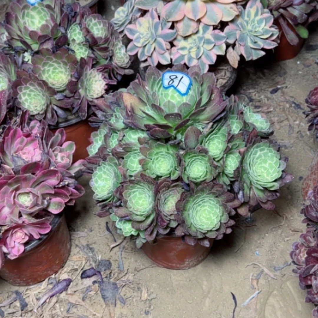【闪购商品】多肉植物水蜜桃81