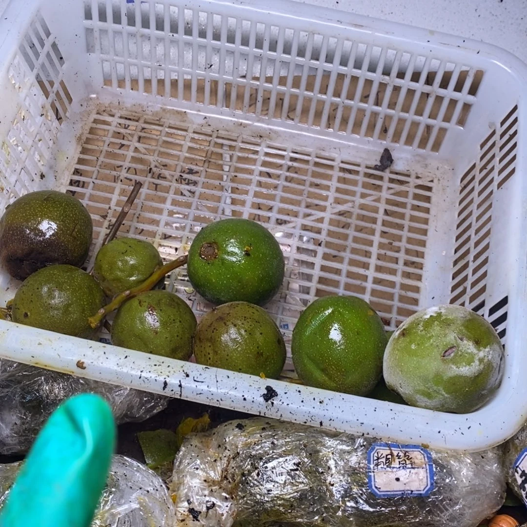 lyx产地直发盘山28