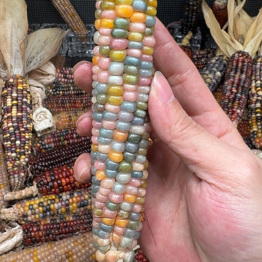 柏香籽/百香籽吊坠番*仔