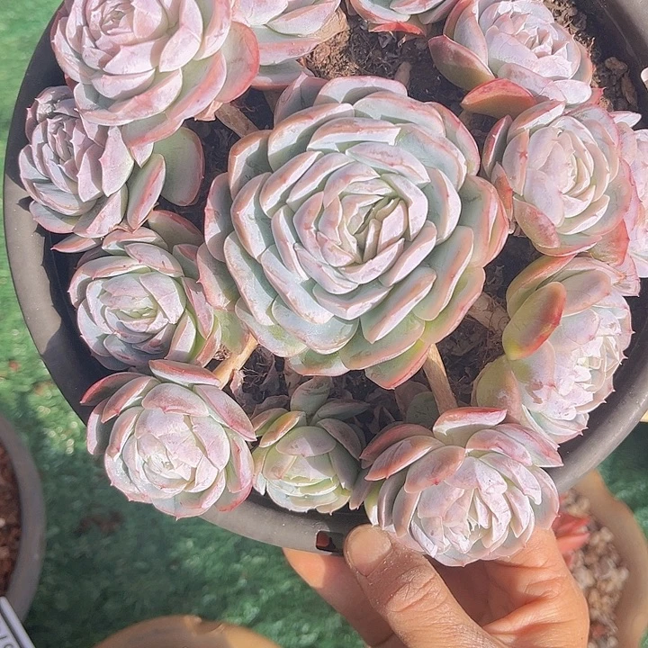 西娜0688多肉植物