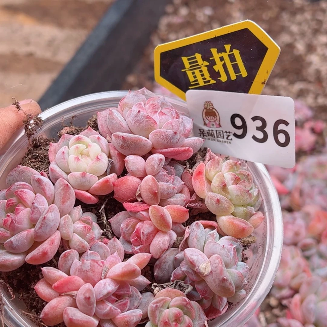 多肉植物多肉植物