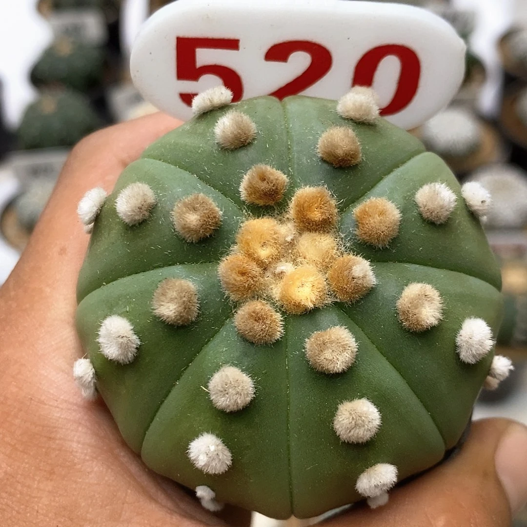 520大优福利特价来了