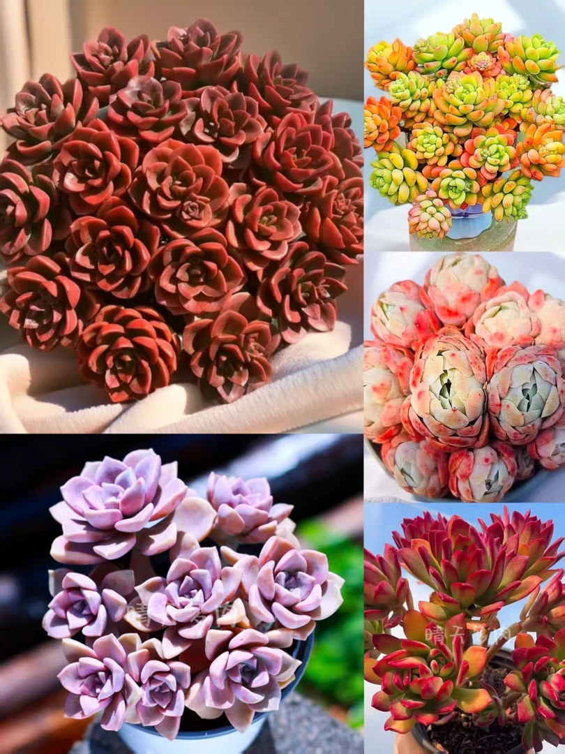 T【大盆红酒玫瑰组合】年宵纳福耐旱越晒越红新手好养云南发包售后