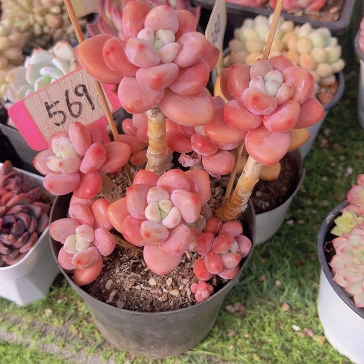 健健康康平平安安