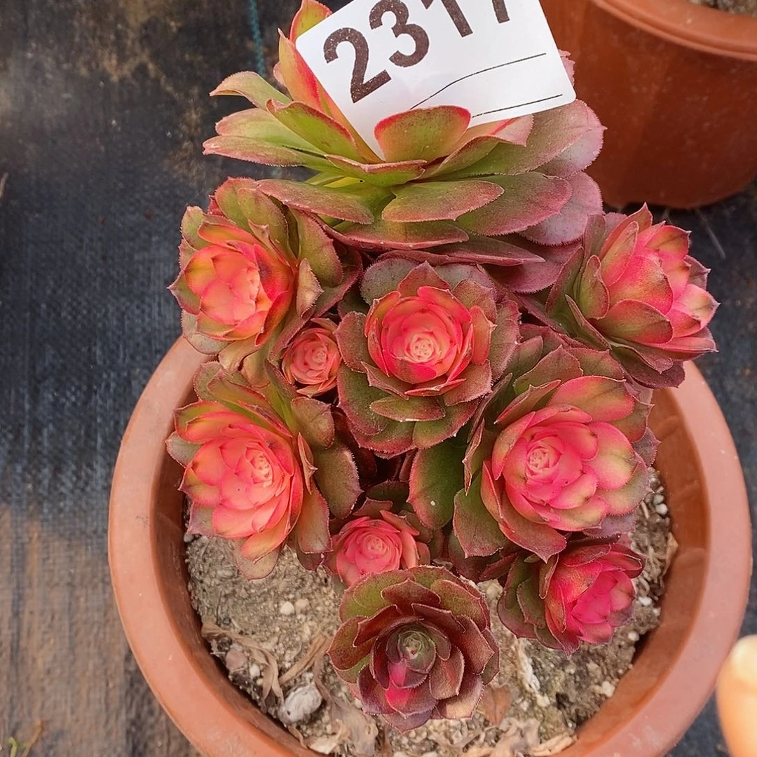 红陶绿**野2317荔枝小颗4官服14.5