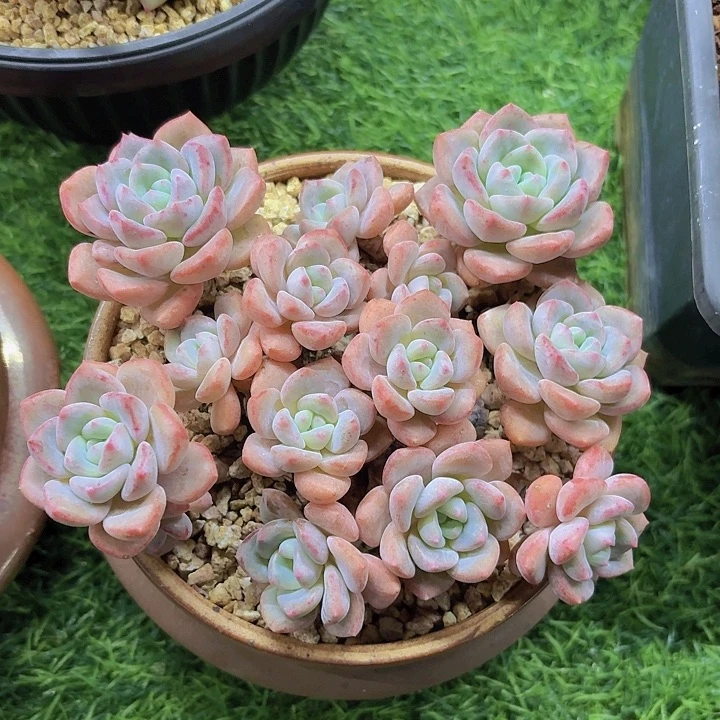 悠***～千山雪，精品多肉，一物一拍