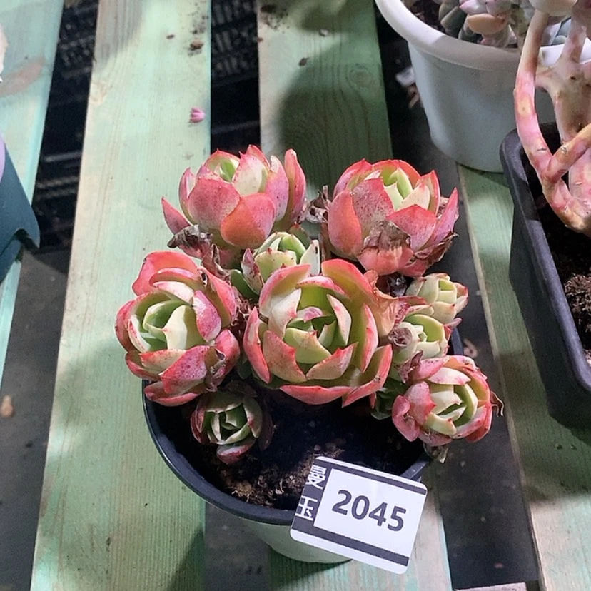 【闪购商品】克里斯汀2045