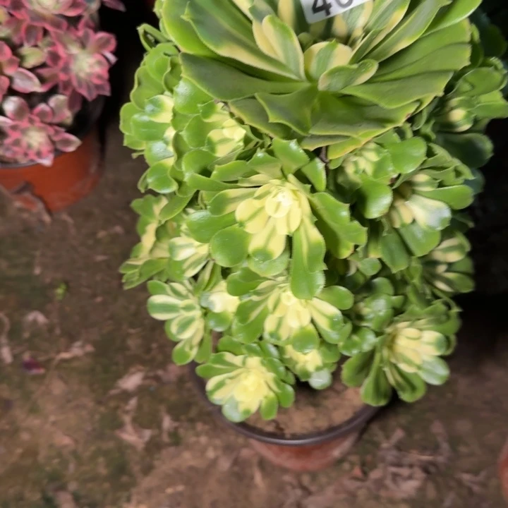 4679辛尼亚多肉植物