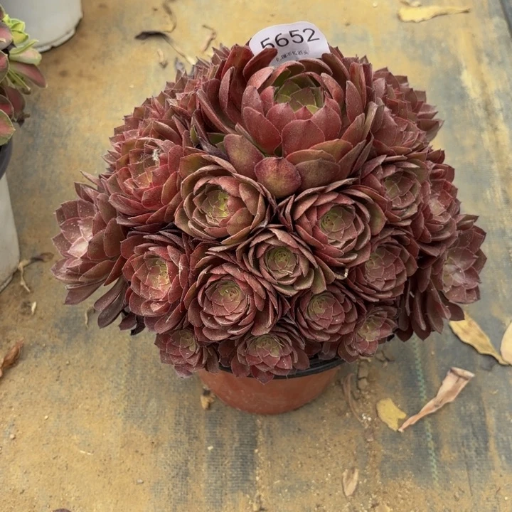 桃花石多肉处理不包断头5652