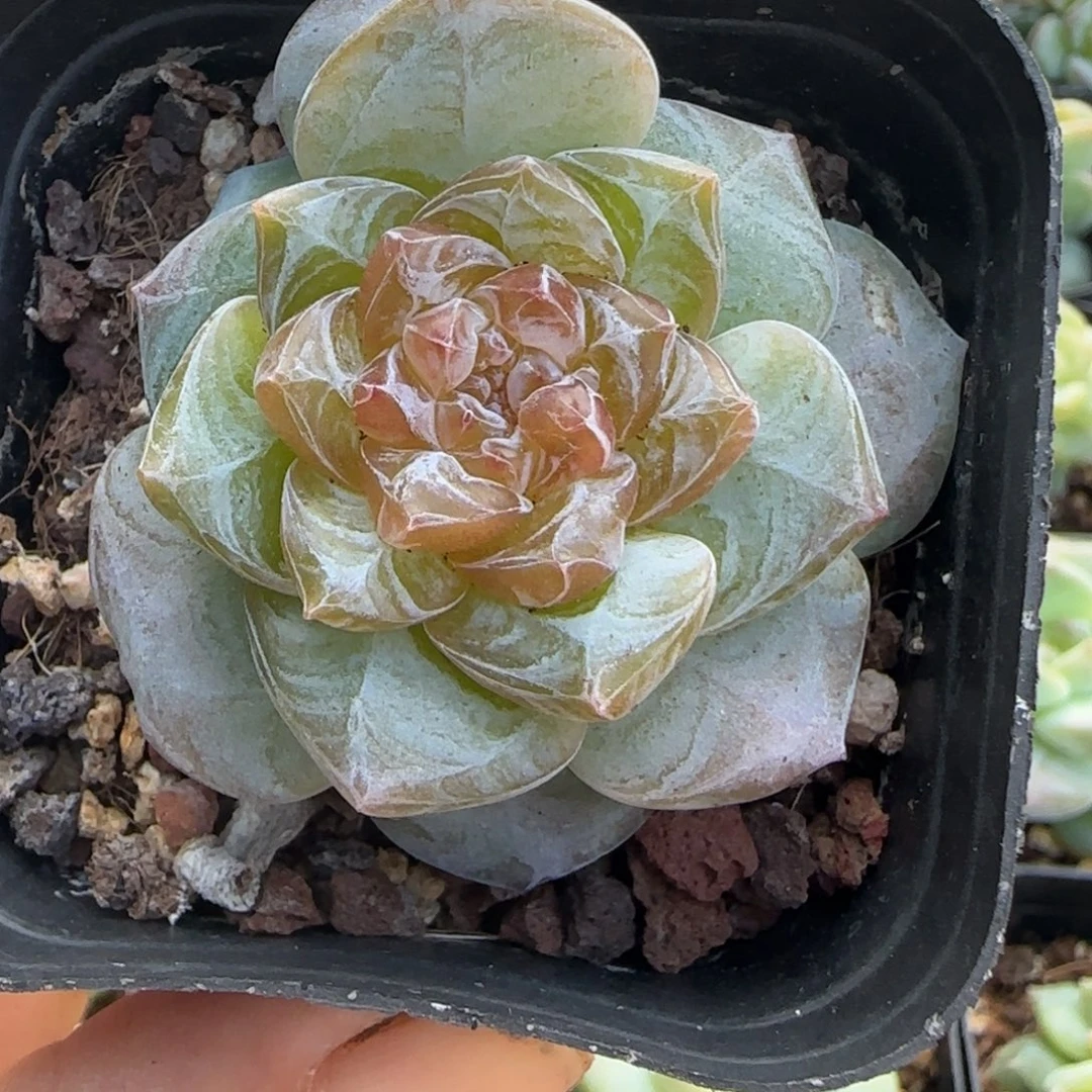 小卡拉米糖心一物一拍