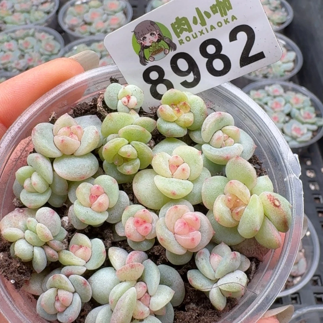 多肉植物多肉植物