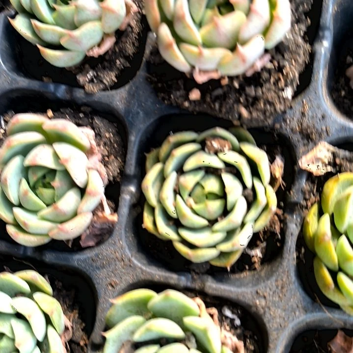 笨吧一颗满5元包邮，