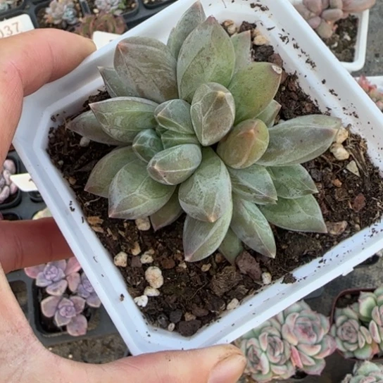 78重楼多肉植物多