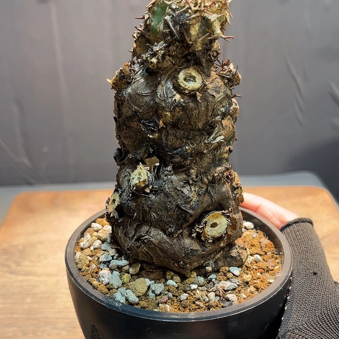 火山Zzzzzzzzzzzzzzzzz