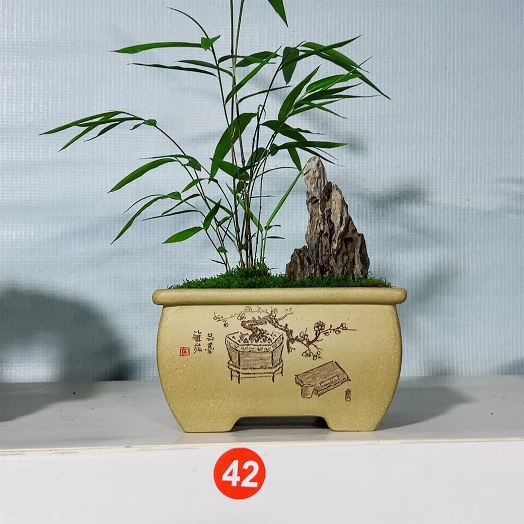 无花朵盆景，内门竹，英德石