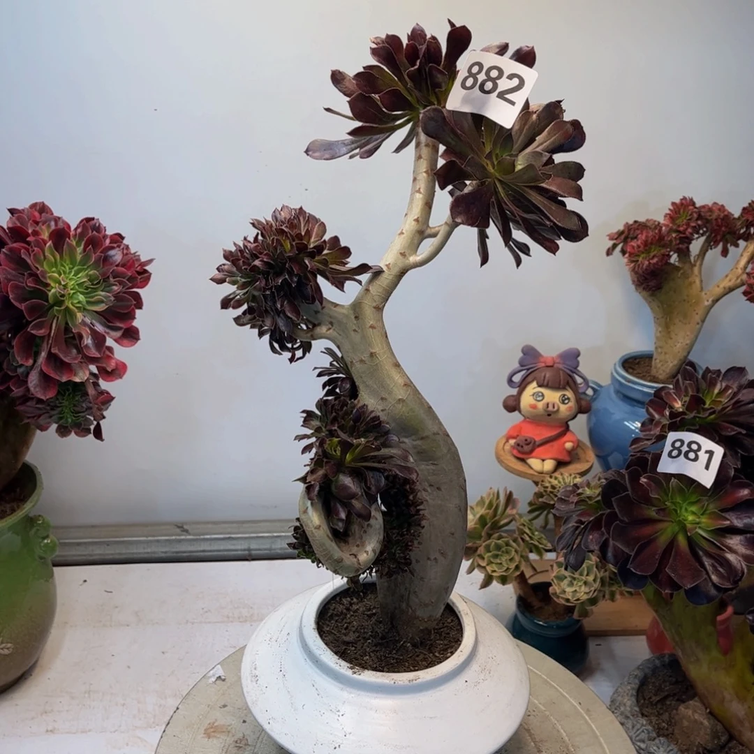 多肉植物黑法师缀882