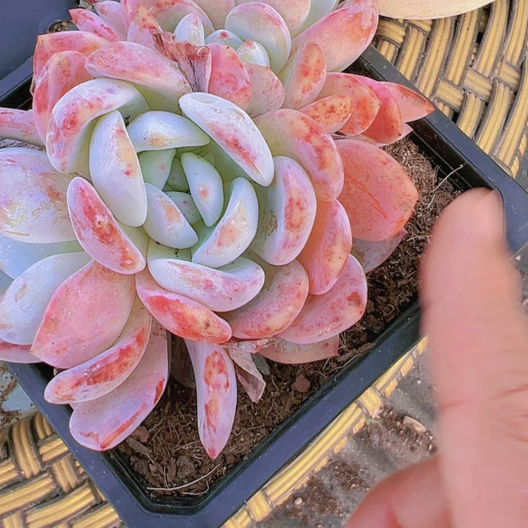 【闪购商品】大群成梦露6.8