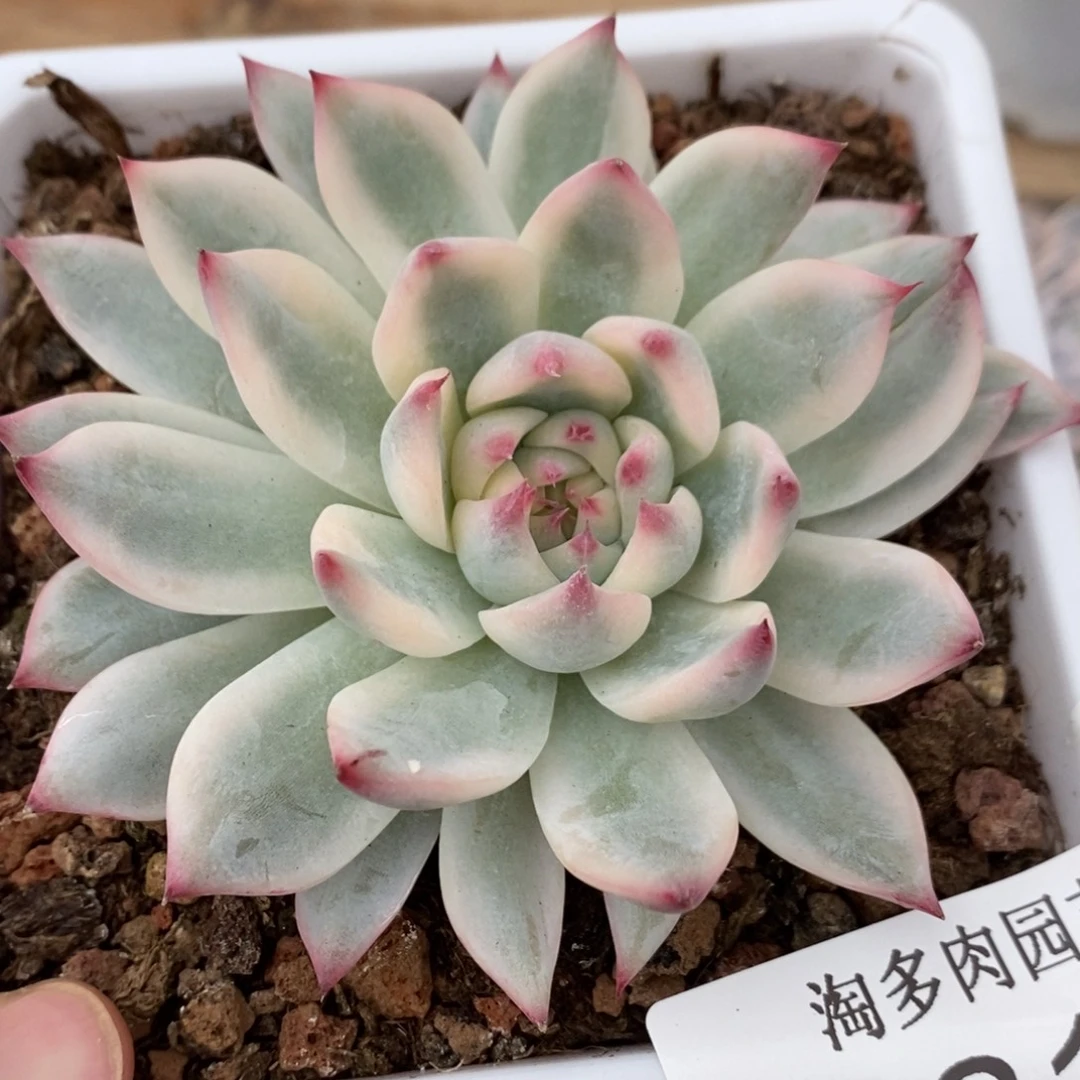 吉娃娃锦多肉植物6817