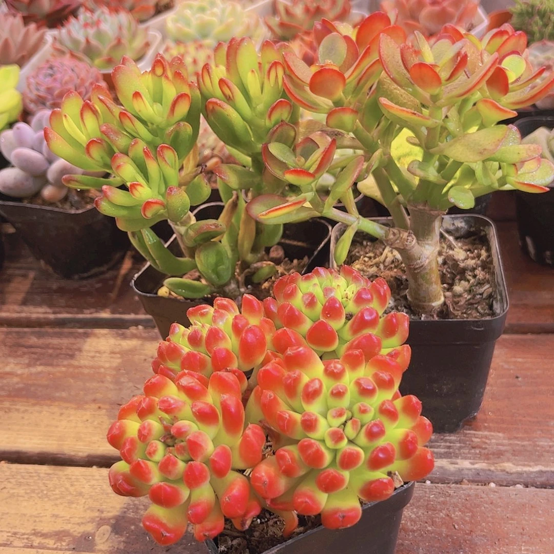 招财猫➕摇钱树➕红灯笼