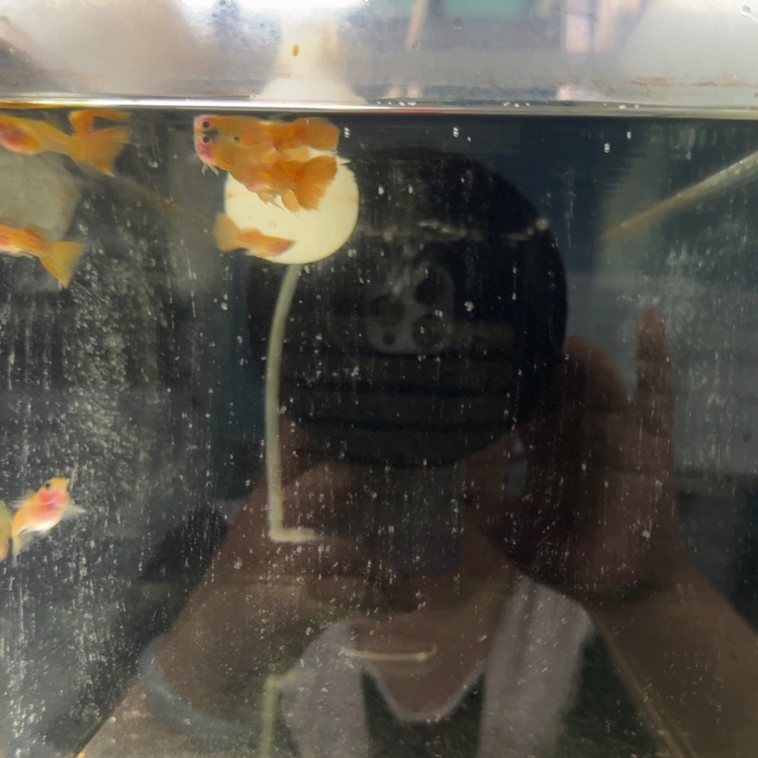 孔雀鱼黄蕾丝玻璃猫6公2母整缸