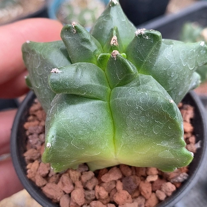 孤品实生优质角尤鸾凤玉6.2cm