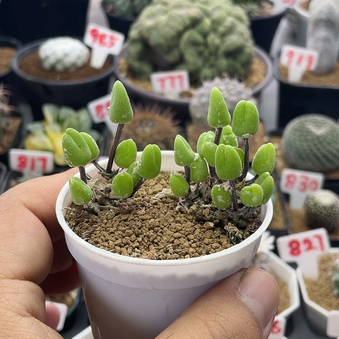 冰糕小兔子 脱土包邮