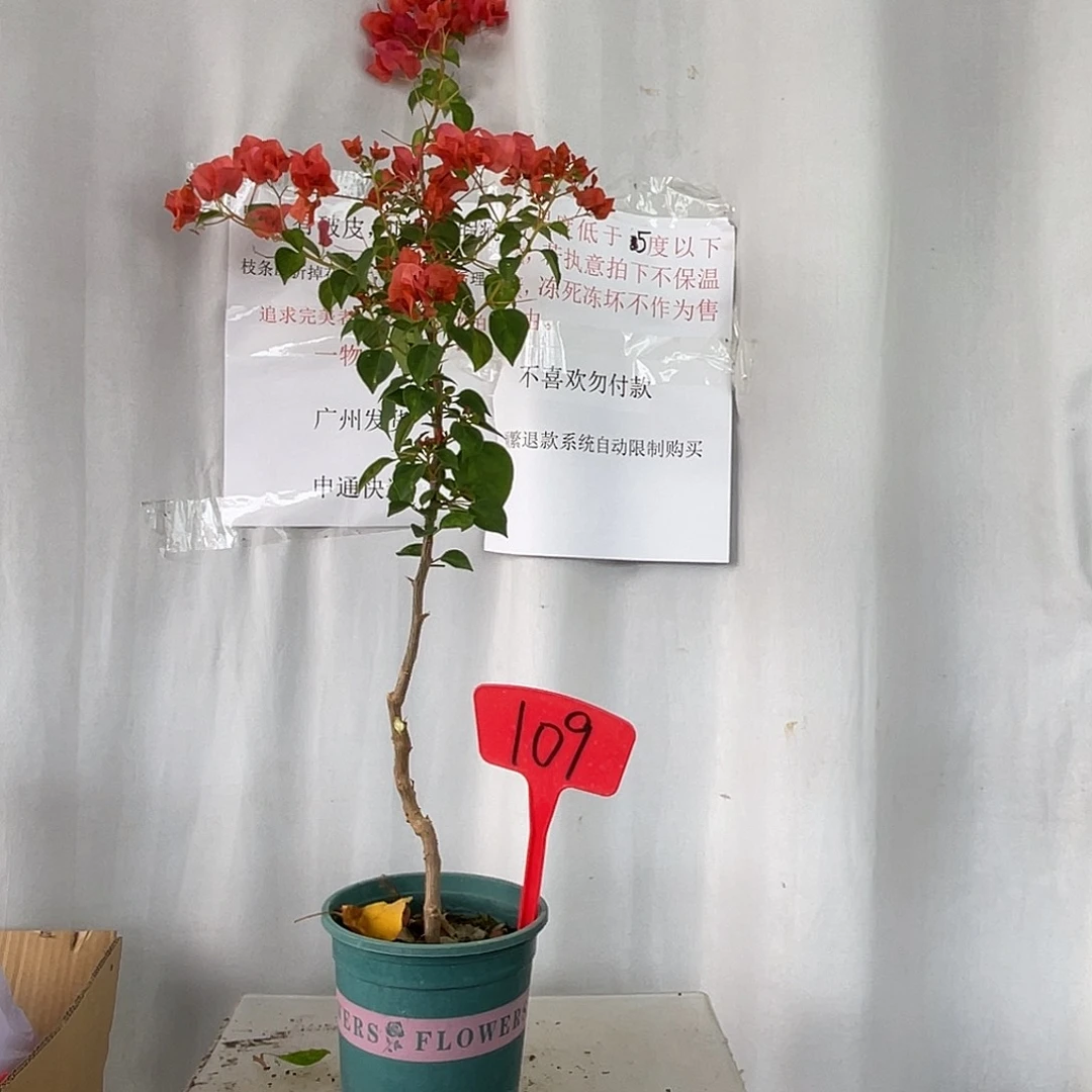 当前无花栽培后可以开花109暗斑夕阳红高飘款