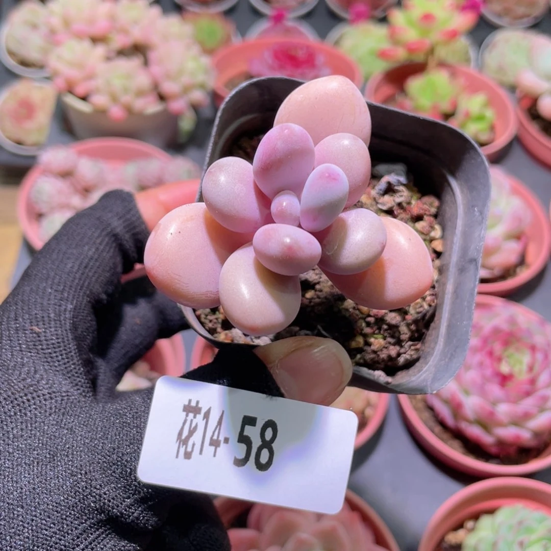 花利美14-58桃蛋