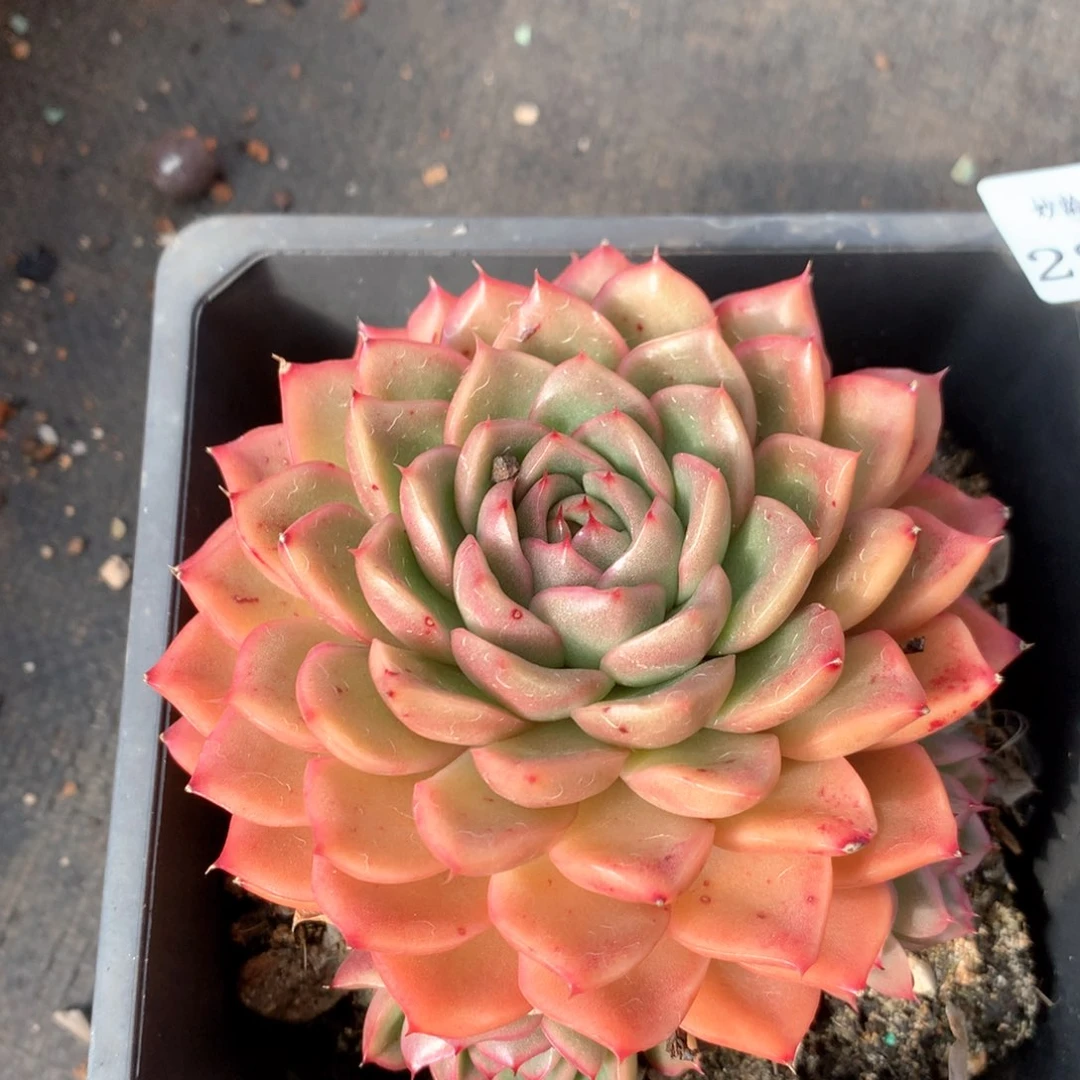 2831杂交多肉植物