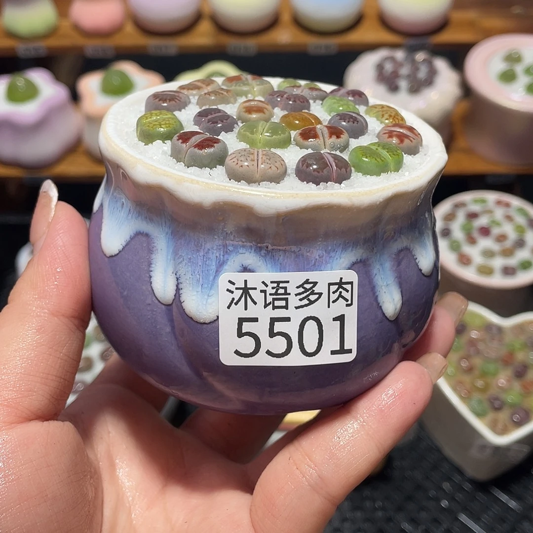 带盆土植物 一物一拍5501