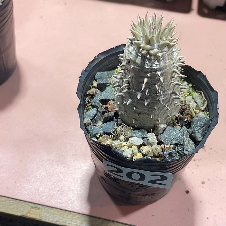 202惠比大黑块根，