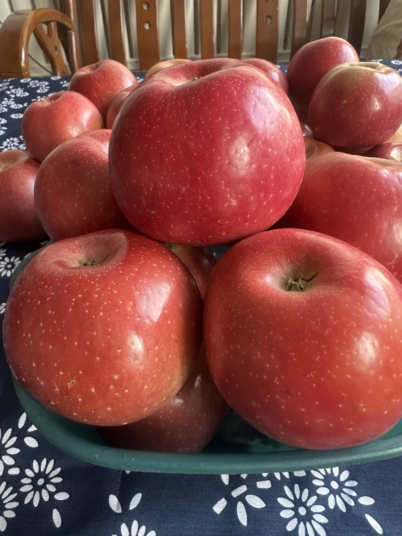 宁夏沙坡头片红红富士苹果新鲜现摘脆甜多汁水果产地直发