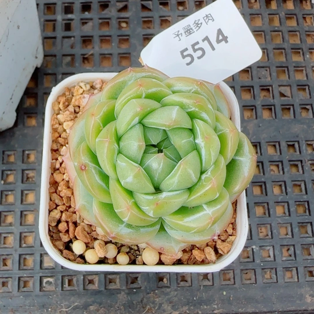 绿体财富密码，5514多肉植物