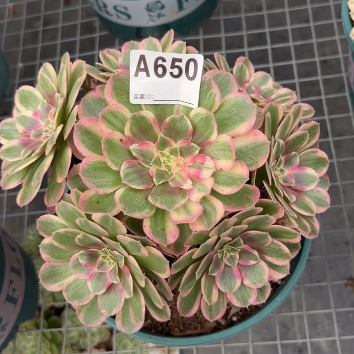 650黑魔锦20厘米
