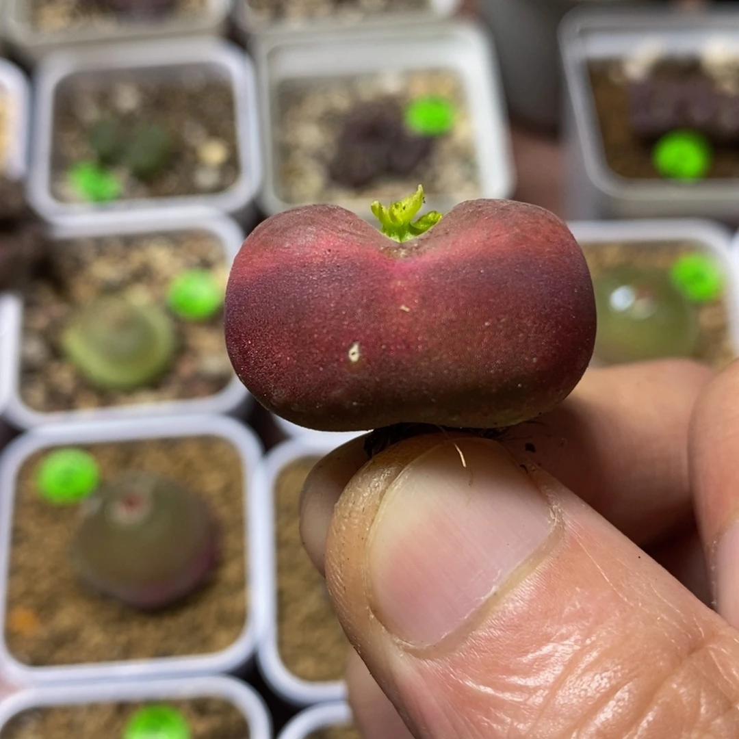 2.6+漂亮多肉植物495