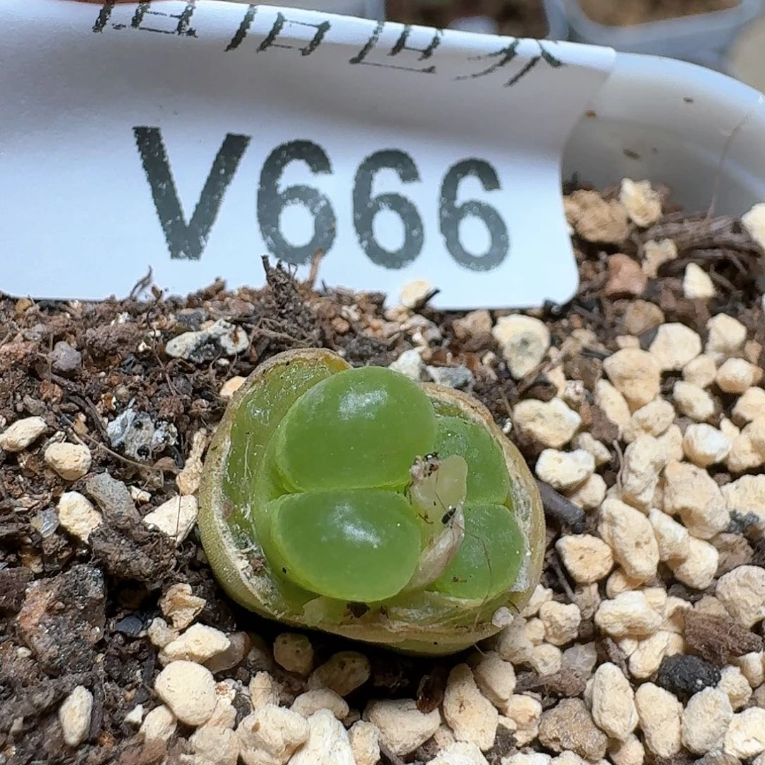 666盒的润发个多肉植物哇