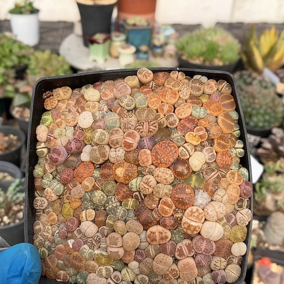 385 生石花彩套 带盆土