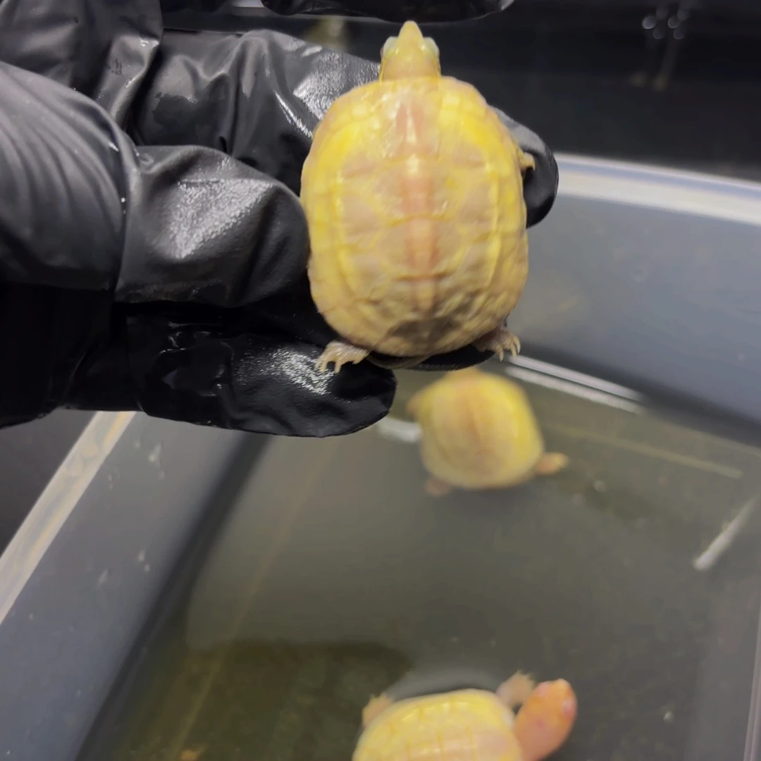 天***星绿毛龟母极品pa黄化